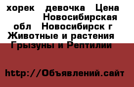 хорек - девочка › Цена ­ 5 900 - Новосибирская обл., Новосибирск г. Животные и растения » Грызуны и Рептилии   